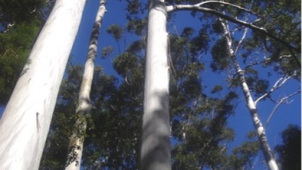 Tasmanian blue gum (Eucalyptus globulus) forest