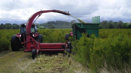 Harvesting of a medicinal teatree plantation (Melaleuca alternifolia)