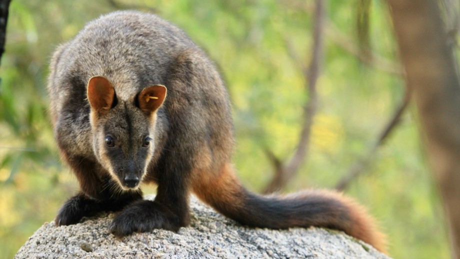 Rock-wallaby rescue