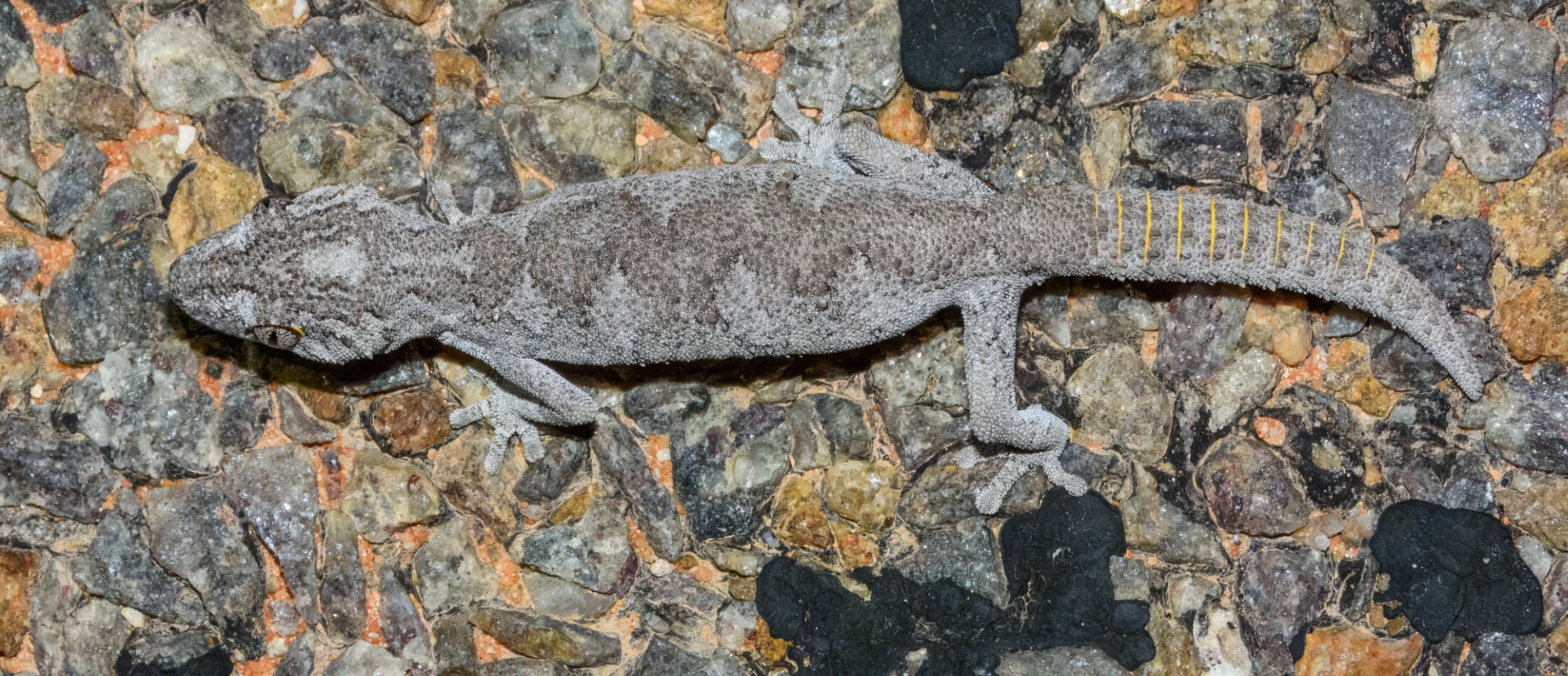 Western Spiny-tailed Gecko (Strophurus strophurus) in Australia