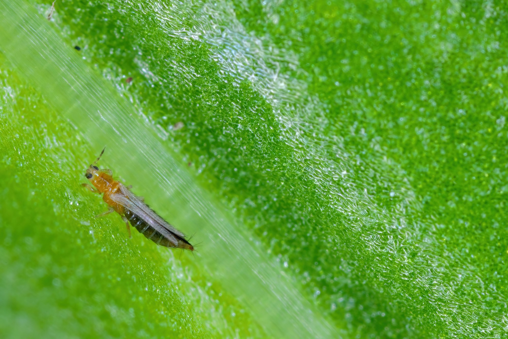 Western flower thrip (Frankliniella occidentalis) adult on a leaf
