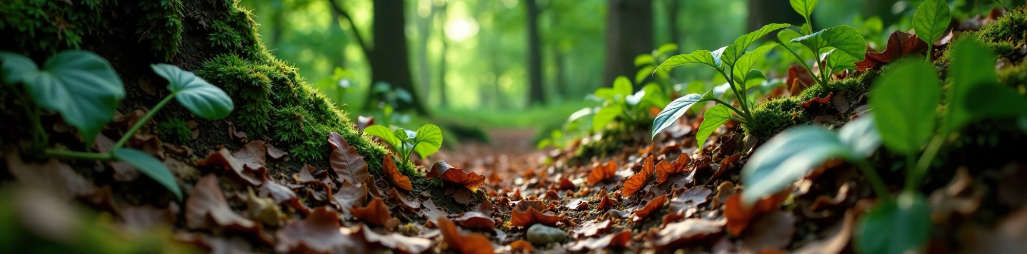 Forest floor choked with decaying plant matter, forest floor, adaptive evolution, leaf litter
