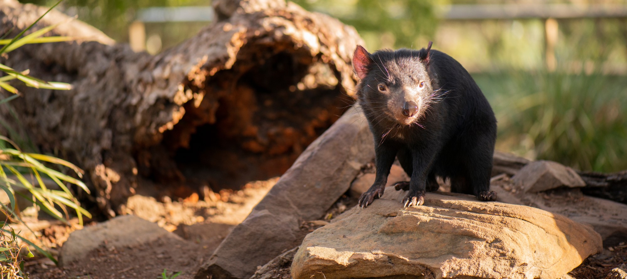 Threatened species