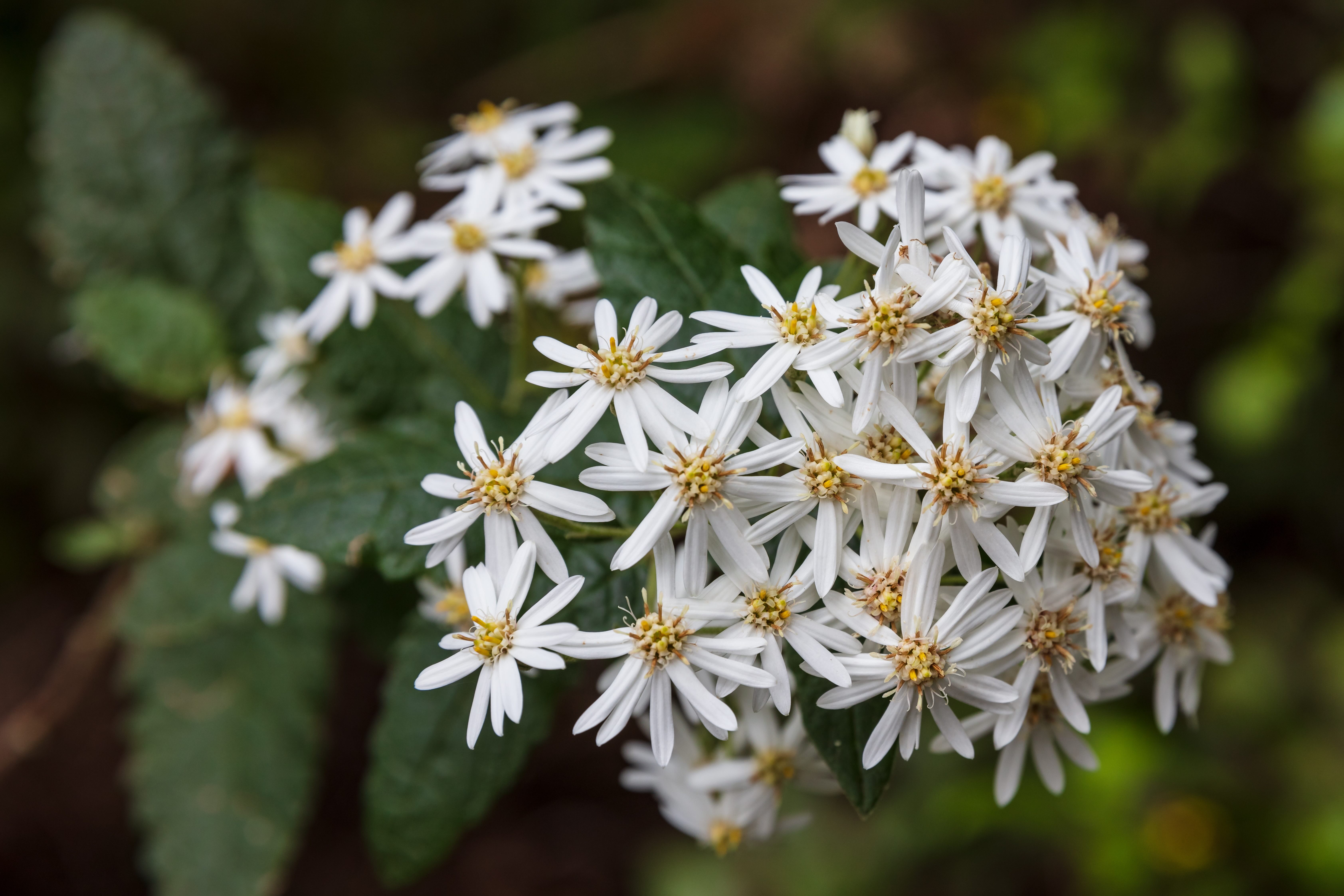 Olearia ramulosa