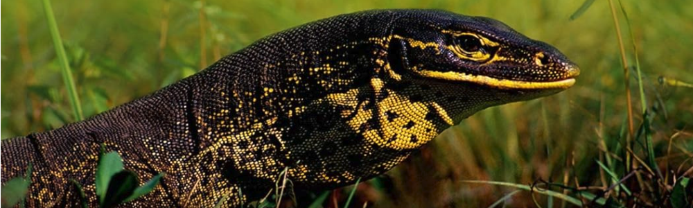 Conservation and the Genomics of Populations