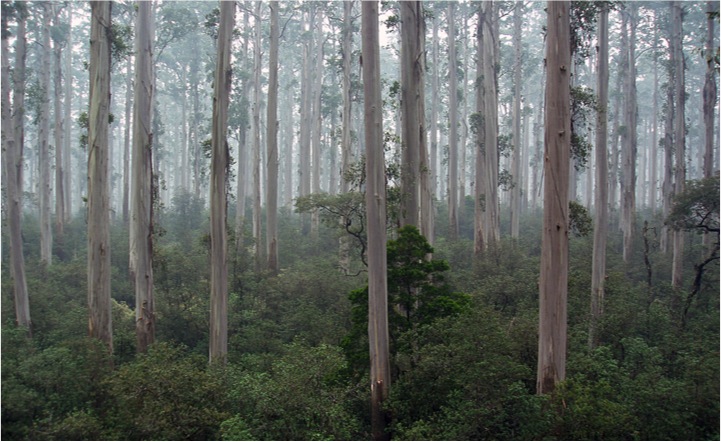 Tasmanian blue gum (Eucalyptus globulus) forest Tasmanian blue gum (Eucalyptus globulus) forest