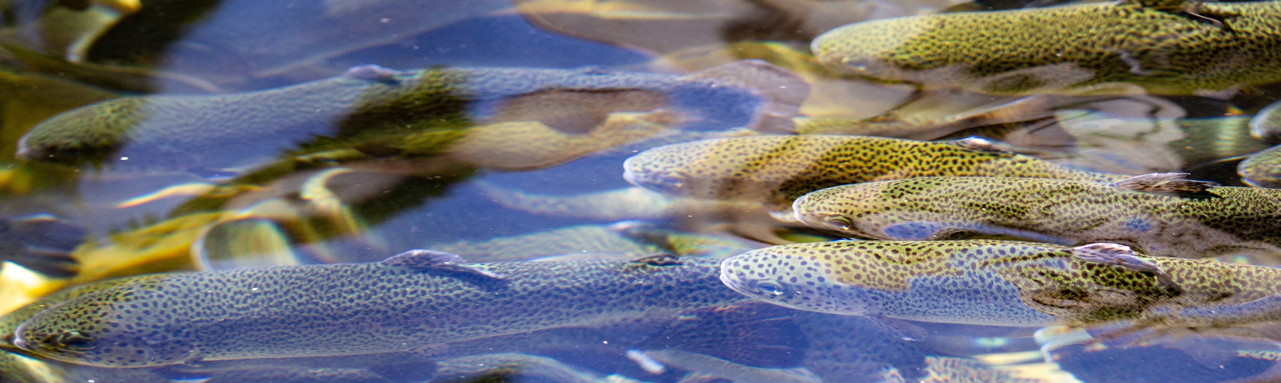 What does effective population size tell us about loss of allelic variation?