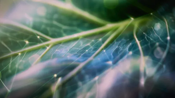 Multilayer networks