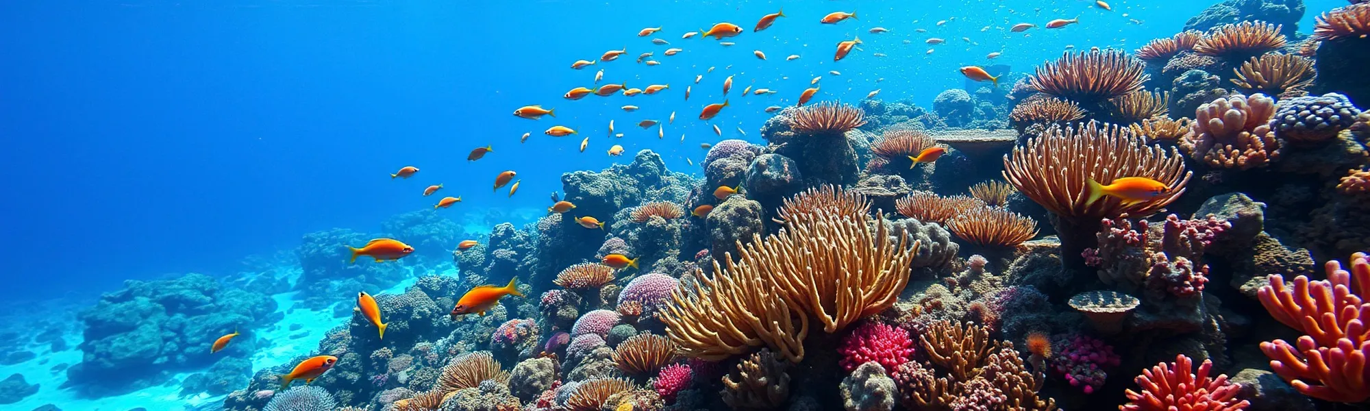 Reef