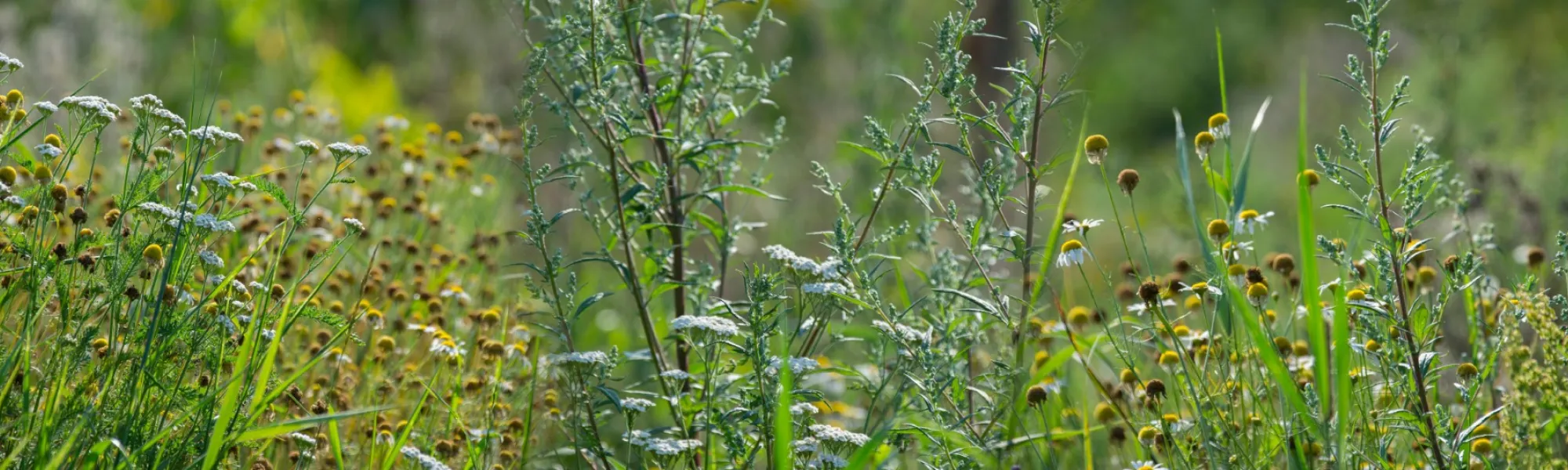 Weeds