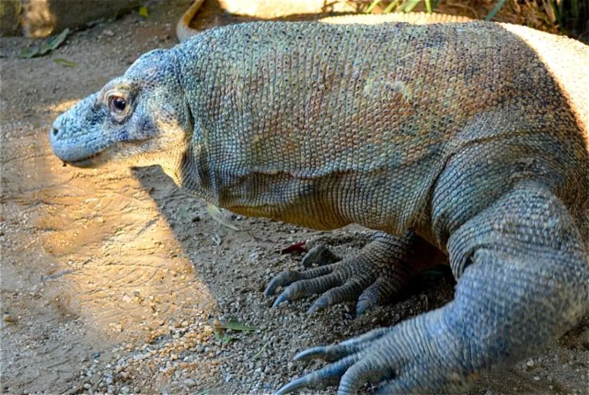 Komodo dragon (Varanus komodoensis)