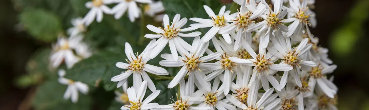 Olearia ramulosa