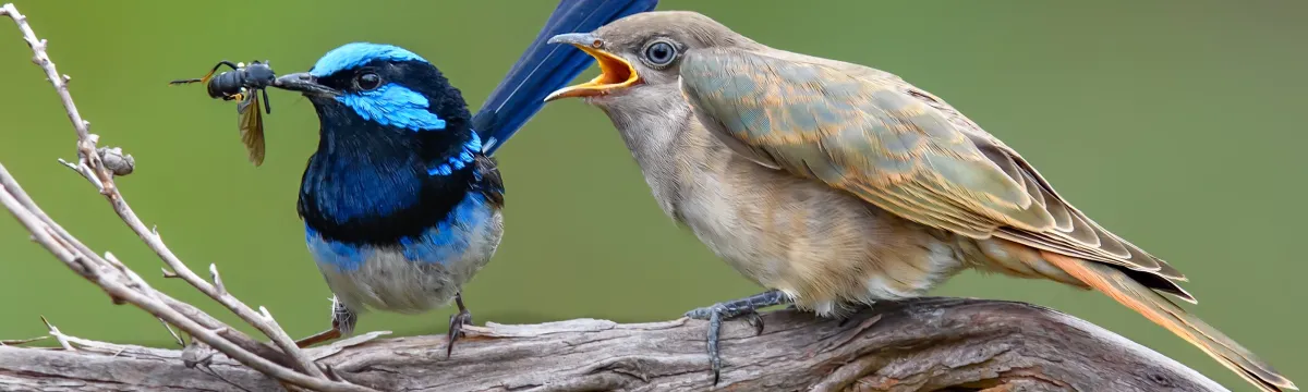 A superb fairy wren feeding a Horsfield’s bronze cuckoo chick. Photo: Mark Lethlean. DOI:10.1126/science.adj3210