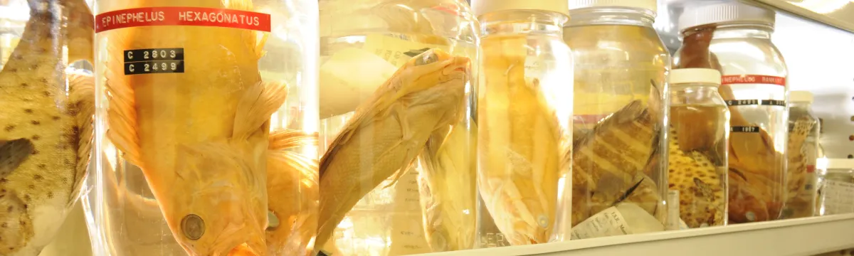 Fish specimens ANFC