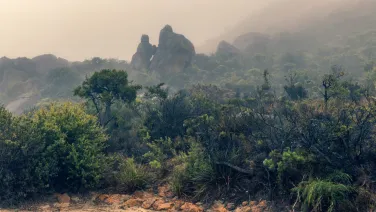 Serene misty landscape scene in the Australian bush.