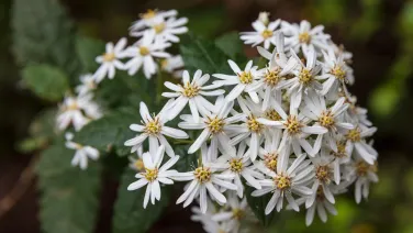 Olearia ramulosa