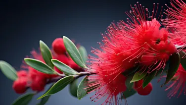 Red bottle brush tree flower branch isolated. Creative banner.