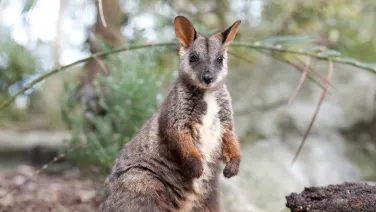 Brush tailed rock wallaby