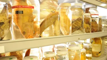 Fish specimens ANFC